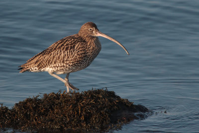 Curlew, Battery Park-Greenock, Clyde