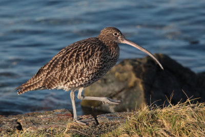 Curlew, Battery Park-Greenock, Clyde