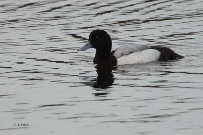 Scaup, Heritage Loch-East Kilbride, Clyde