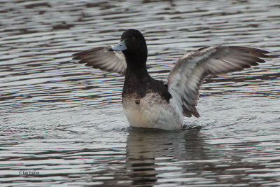 Scaup, Heritage Loch-East Kilbride, Clyde