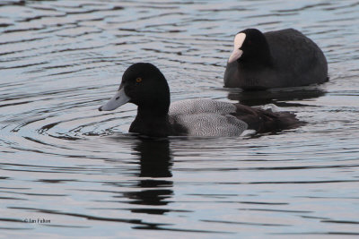 Scaup, Heritage Loch-East Kilbride, Clyde