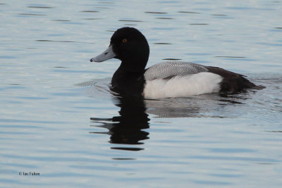 Scaup, Heritage Loch-East Kilbride, Clyde