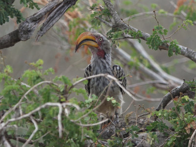 Yellow-billed Hornbill, Kruger NP, SOuth Africa