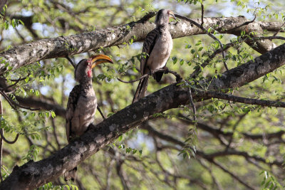 Yellow-billed Hornbill, Kruger NP, SOuth Africa