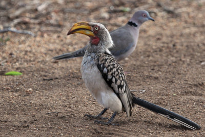 Yellow-billed Hornbill, Kruger NP, SOuth Africa