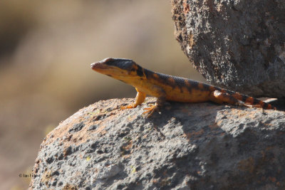 Southern Rock Agama, Karoo NP, South Africa