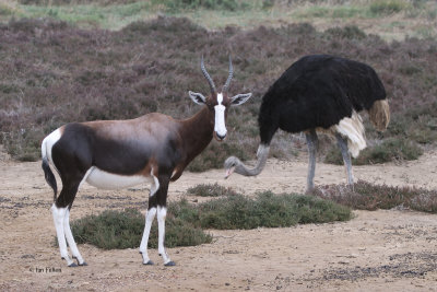 Bontebok and Ostrich, de Hoop NP, South Africa