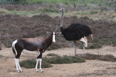 Bontebok and Ostrich, de Hoop NP, South Africa
