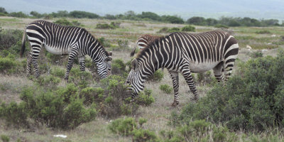 Cape Mountain Zebra, de Hoop NP, South Africa