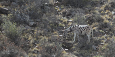 Cape Mountain Zebra, Karoo NP, South Africa