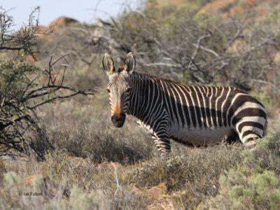 Cape Mountain Zebra, Karoo NP, South Africa