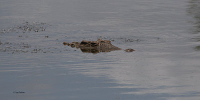 Crocodile, Karoo NP, South Africa