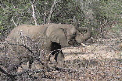Elephant, Kruger NP, South Africa