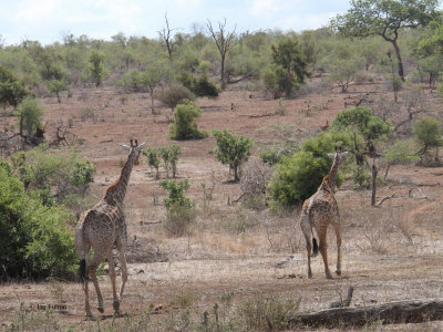 Giraffe, Kruger NP, South Africa