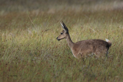Grey Rhebok, Bontebok NP, South Africa