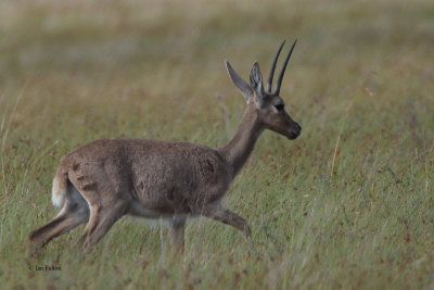 Grey Rhebok, Bontebok NP, South Africa