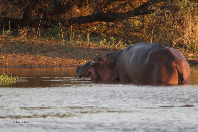 Hippopotamus, Kruger NP, South Africa