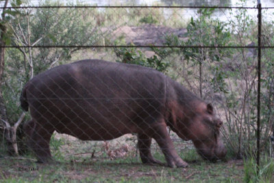 Hippopotamus, Kruger NP, South Africa
