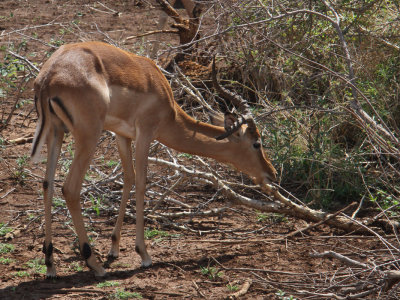 Impala, Kruger NP, South Africa