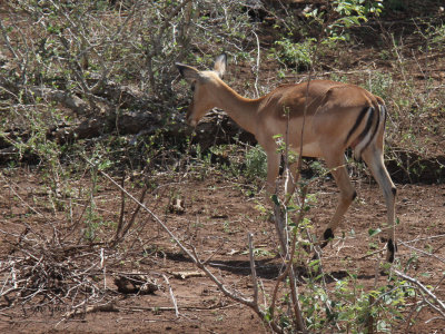 Impala, Kruger NP, South Africa
