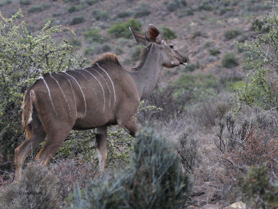 Greater Kudu, Karoo NP, South Africa