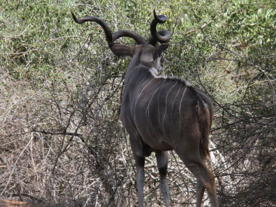 Greater Kudu, Kruger NP, South Africa