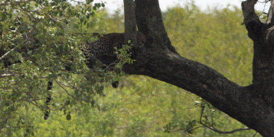 Leopard, Kruger NP, South Africa