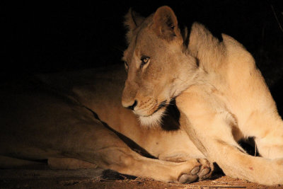 Lion, Kruger NP, South Africa