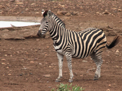 Burchell's Zebra, Kruger NP, South Africa