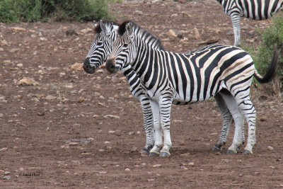Burchell's Zebra, Kruger NP, South Africa