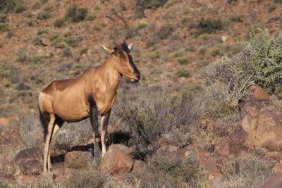 Red Haartebeest, Karoo NP, South Africa