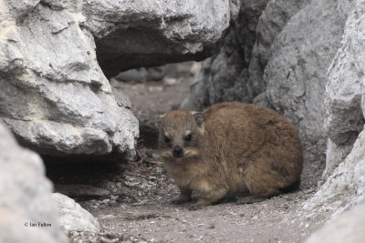 Rock Hyrax, Stoney Point, South Africa