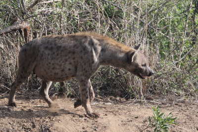 Spotted Hyena, Kruger NP, South Africa