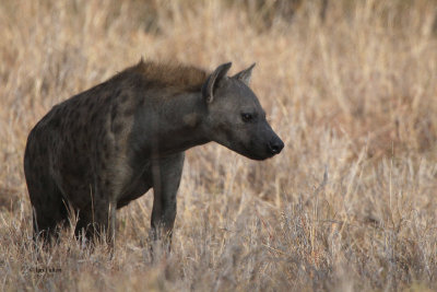 Spotted Hyena, Kruger NP, South Africa