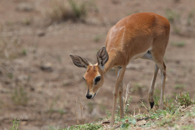 Steinbok, Kruger NP, South Africa