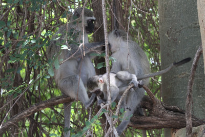 Vervet Monkey, Kruger NP, South Africa