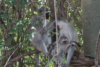 Vervet Monkey, Kruger NP, South Africa