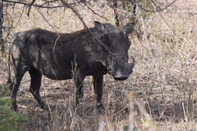 Warthog, Kruger NP, South Africa