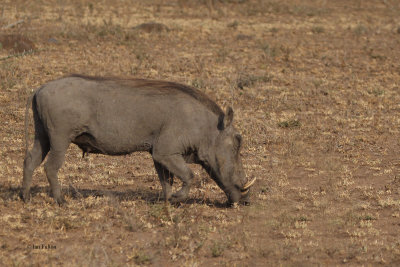 Warthog, Kruger NP, South Africa