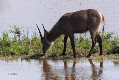 Waterbuck, Kruger NP, South Africa