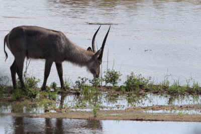Waterbuck, Kruger NP, South Africa