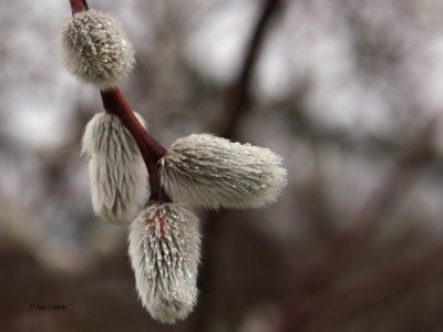 Catkins or Pussy Willow, Loch Lomond NNR