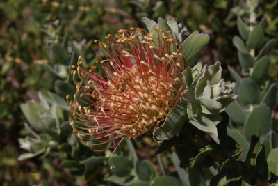 Protea flower at Kirstenbosch Botanical Garden