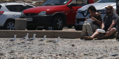 Sharing lunch with Hartlaub's Gulls at Bloubergstrand