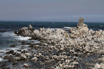 The penguins at Stoney Point, Betty's Bay