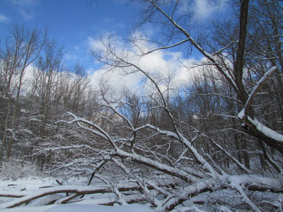 snow1-17IMG_2535.jpg