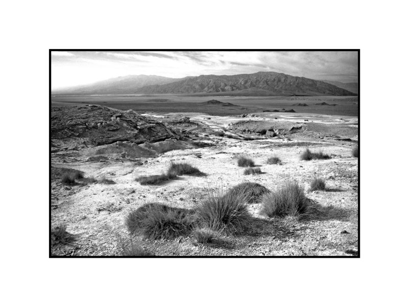 Salt Marsh Grass