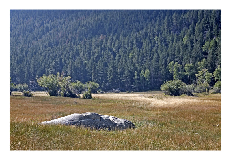 Meadow