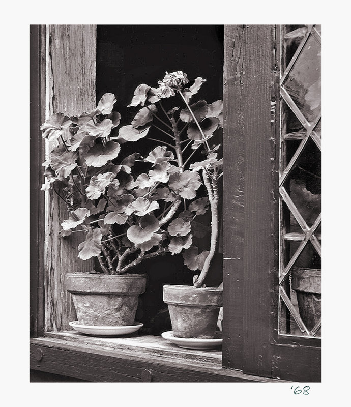 Geraniums