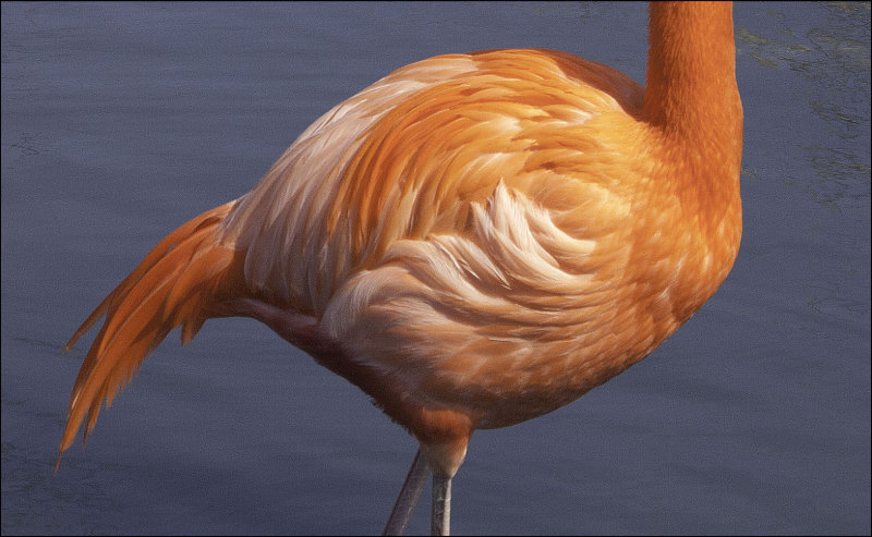 Feathers